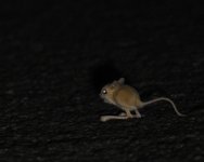 Lesser Egyptian Jerboa_Aousserd Road_110417a.jpg