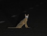 African Wildcat_Oued Jenna_120417b.jpg