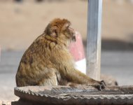 Barbary Macaque_Azrou_210417a.jpg