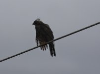 crested serpent eagle soggy.JPG