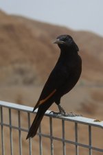 20170402 (1)_Tristrams_Starling.JPG