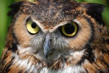 great-horned-owl-eyes!.jpg
