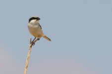 20170402 (8)_Southern_Grey_Shrike.JPG