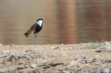 20170402 (10)_Spur-winged_Plover.JPG