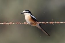 20170402 (11)_Masked_Shrike.JPG