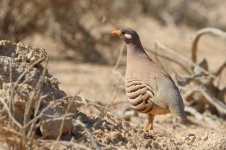 20170402 (12)_Sand_Partridge.JPG