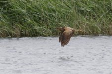 bittern.jpg