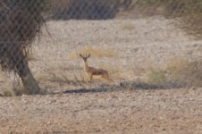 20170402 (14)_Gazelle.JPG