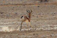 20170402 (16)_Dorcas_Gazelle.JPG