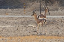 20170402 (17)_Dorcas_Gazelle.JPG