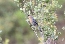 Cinnamon-Tanager.jpg