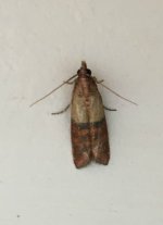 2017-05-30-indian-meal-moth-plodia-interpunctella_34831822342_o.jpg