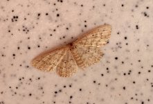 2017-05-31-small-dusty-wave-idaea-seriata_34965379466_o.jpg