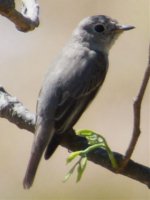 bfasianbrownflycatcher.jpg