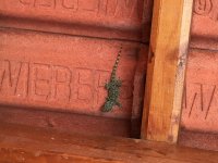 2017-06-03_gecko.jpg