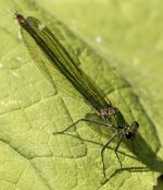 A Banded demoiselle - Calopteryx - splendens 2J4A8227.jpg