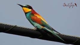 2017.05.09 Bee-eater.JPG