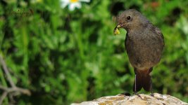 2017.05.09 Black Redstart.JPG