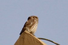 Little Owl (1).jpg