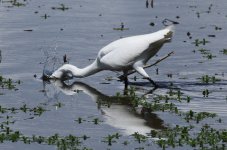 Little Egret.JPG