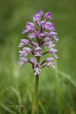 orchids wedding hertfordshire wedding photographer rafe abrook photography-1000.jpg