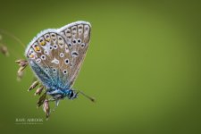 orchids wedding hertfordshire wedding photographer rafe abrook photography-1006.jpg