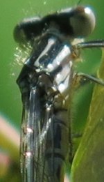 garden_damselfly_enlarged.jpg