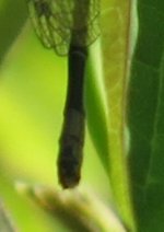 garden_damselfly_enlarged2.jpg