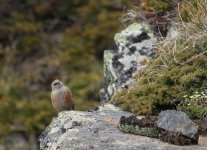 Alpine Accentor.JPG