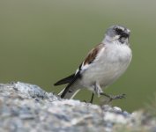 snowfinch 2.JPG