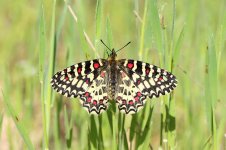 Spanish Festoon sp 3.jpg