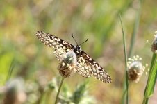 Spanish Festoon sp 4.jpg