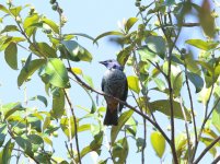 Silver-breasted-Tanager.jpg