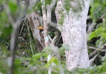 Ringed-Woodpecker.jpg