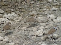 Little ringed Plovers in Cadiz Spain.jpg