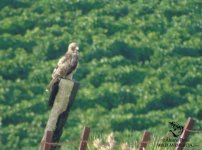 booted eagle cadiz.jpg