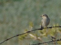 young shrike cadiz.jpg