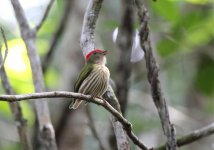 Striped-Manakin.jpg