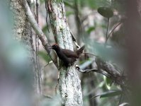 Rufous-capped-Antthrush.jpg