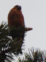 crossbill4.jpg