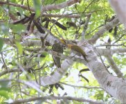 Yellow-throated-Woodpecker4.jpg