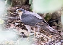 Sparrow Hawk-0954.jpg