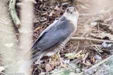 Sparrow Hawk-1043.jpg