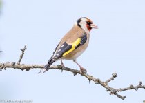 goldfinch-8168.jpg