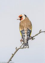 goldfinch-8193.jpg