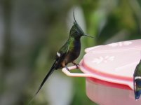 WirecrestedThorntail kl.jpg