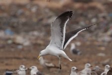 Kelp Gull (126).jpg