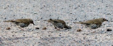 song-thrush-snail.jpg