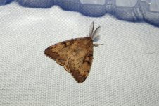 Possible Gypsy Moth email.JPG