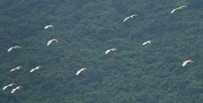 DSC06882 Cattle & Little Egrets @ Pui O.JPG